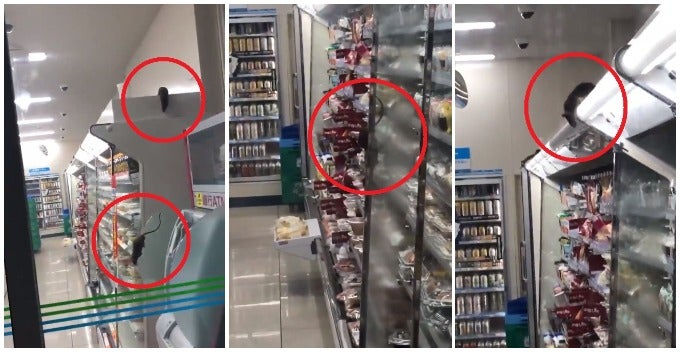 Video Of Family Mart Infested With Rats Scampering Around The Outlet Goes Viral - World Of Buzz