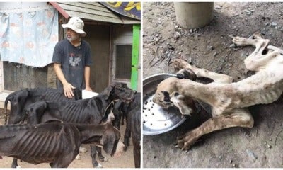 13 Severely Malnourished &Amp; Neglected Great Danes Bred For Sale Were Rescued - World Of Buzz