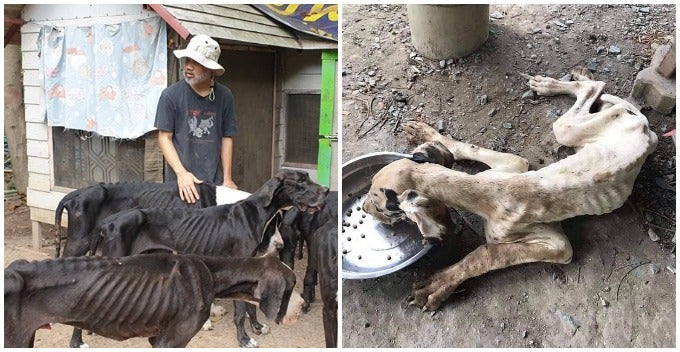 13 Severely Malnourished &Amp; Neglected Great Danes Bred For Sale Were Rescued - World Of Buzz