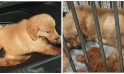 S'Porean Man Smuggles Puppies From Msia In Car Boot, 3 Of Them Die Because Of Horrible Condition - World Of Buzz