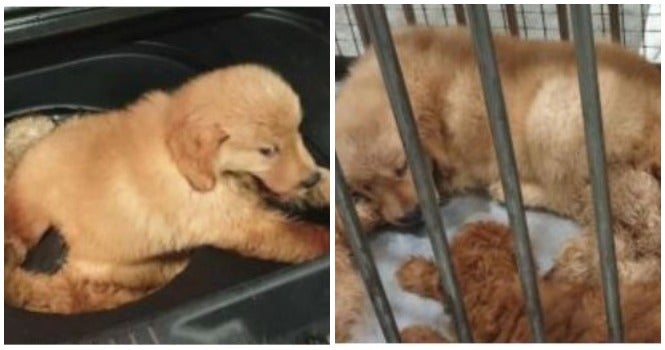 S'Porean Man Smuggles Puppies From Msia In Car Boot, 3 Of Them Die Because Of Horrible Condition - World Of Buzz