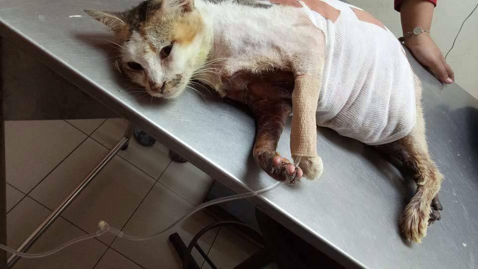 Pregnant Mother Cat Inhumanely Splashed With Hot Cooking Oil, Parts of Her Body Cooked - WORLD OF BUZZ 1