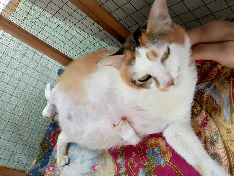Pregnant Mother Cat Inhumanely Splashed With Hot Cooking Oil, Parts of Her Body Cooked - WORLD OF BUZZ 7