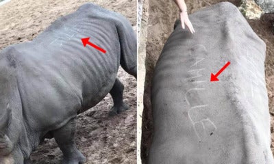 Zoo Shocked At 'Stupid' Visitors Who Scratched Their Names Into Rhino'S Back With Finger Nails - World Of Buzz