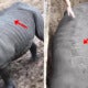 Zoo Shocked At 'Stupid' Visitors Who Scratched Their Names Into Rhino'S Back With Finger Nails - World Of Buzz