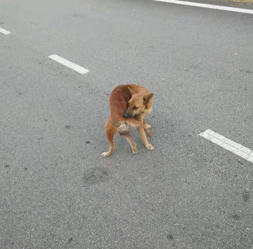 Someone Brutally Chopped Off This Cancer-Stricken Stray Dog's Tail In Johor, Leaves Her With Large Wound - World Of Buzz 1