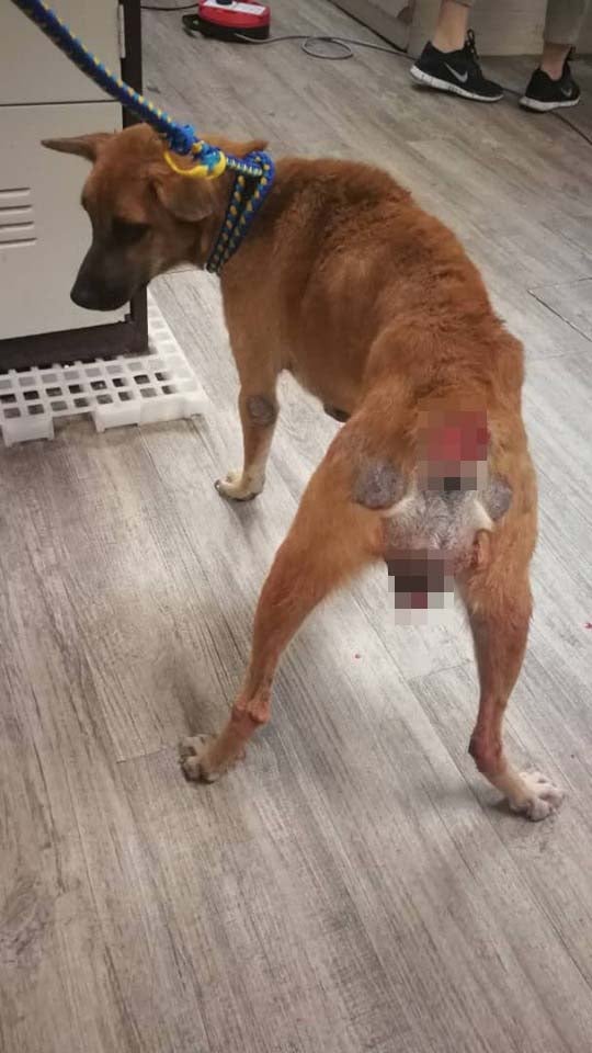 Someone Brutally Chopped Off This Cancer-Stricken Stray Dog's Tail In Johor, Leaves Her With Large Wound - World Of Buzz 2