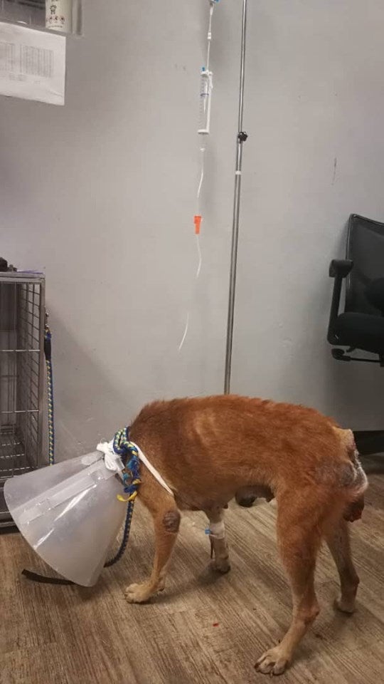 Someone Brutally Chopped Off This Cancer-Stricken Stray Dog's Tail In Johor, Leaves Her With Large Wound - World Of Buzz 3
