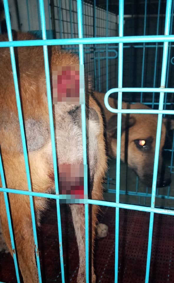 Someone Brutally Chopped Off This Cancer-Stricken Stray Dog's Tail in Johor, Leaves Her With Large Wound - WORLD OF BUZZ 4