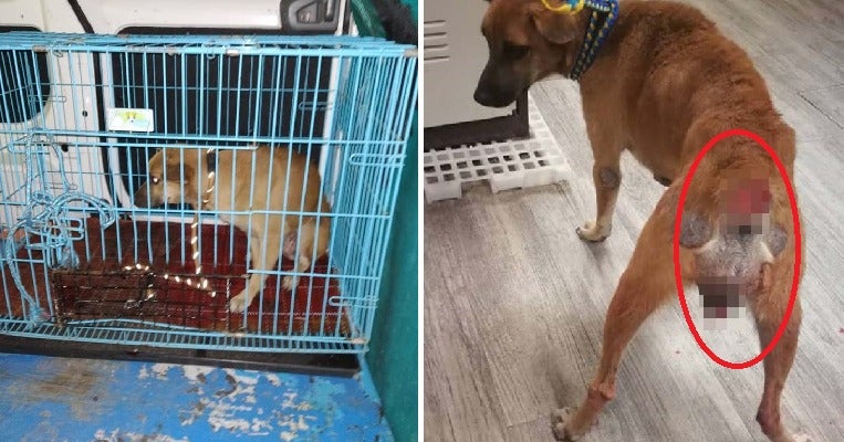 Someone Brutally Chopped Off This Cancer-Stricken Stray Dog'S Tail In Johor, Leaves Her With Large Wound - World Of Buzz 5