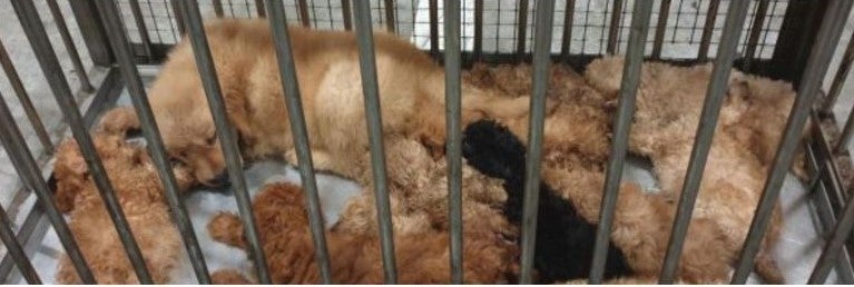 S'porean Man Smuggles Puppies From Msia In Car Boot, 3 of Them Die Because of Horrible Condition - WORLD OF BUZZ 2