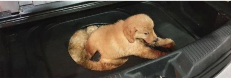 S'porean Man Smuggles Puppies From Msia In Car Boot, 3 of Them Die Because of Horrible Condition - WORLD OF BUZZ 1