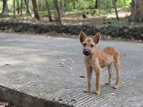 Stray Dog Severely Injured After Brutally Beaten By Irresponsible Individuals - World Of Buzz 1