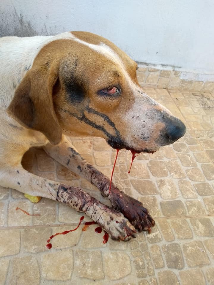 Stray Dog Severely Injured After Brutally Beaten By Irresponsible Individuals - World Of Buzz 2
