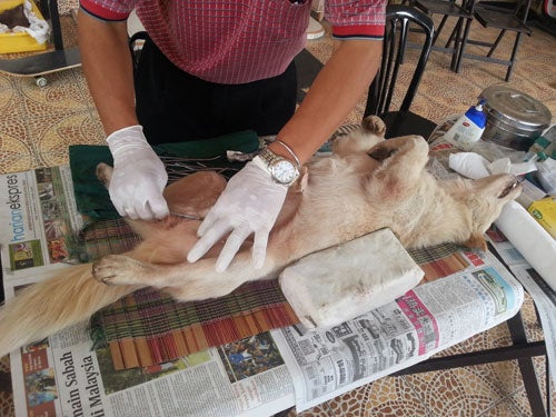 Stray Dog Severely Injured After Brutally Beaten By Irresponsible Individuals - World Of Buzz 3