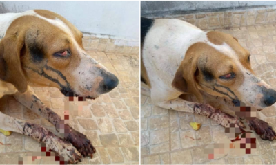 Stray Dog Severely Injured After Brutally Beaten By Irresponsible Individuals - World Of Buzz 4