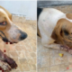 Stray Dog Severely Injured After Brutally Beaten By Irresponsible Individuals - World Of Buzz 4