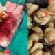 Thai Vet Removed 38 Rubber Ducks From An American Bulldog, Warns Others Dog Owners To Be Careful - World Of Buzz 1