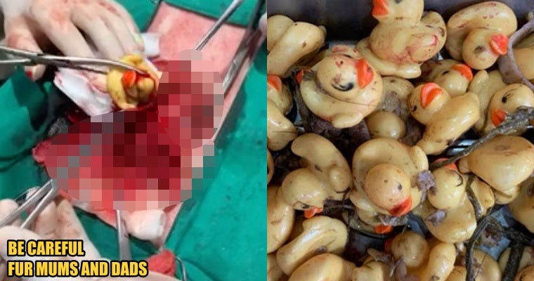 Thai Vet Removed 38 Rubber Ducks From An American Bulldog, Warns Others Dog Owners To Be Careful - World Of Buzz 1