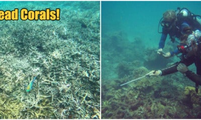 The Coral Reefs In Pulau Redang &Amp; Pulau Perhentian Are In Rapid Decline, Here'S Why - World Of Buzz 1