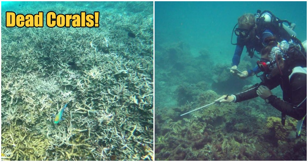 The Coral Reefs in Pulau Redang & Pulau Perhentian Are In Rapid Decline, Here's Why - WORLD OF BUZZ 1