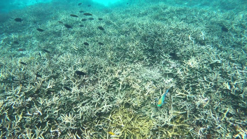 The Coral Reefs In Pulau Redang &Amp; Pulau Perhentian Are In Rapid Decline, Here's Why - World Of Buzz 2