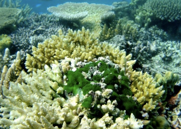 The Coral Reefs in Pulau Redang & Pulau Perhentian Are In Rapid Decline, Here's Why - WORLD OF BUZZ 5