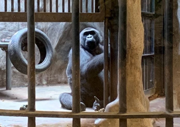 This is The Last Gorilla in Thailand & She Lives All Alone in An Old Zoo At Bangkok Mall - WORLD OF BUZZ