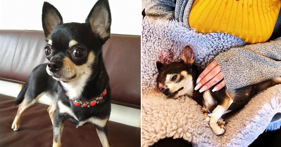 This Little Doggy Is So Brave, It Barked At Kidnapper &Amp; Saved Its Owner But Dies From Injuries - World Of Buzz