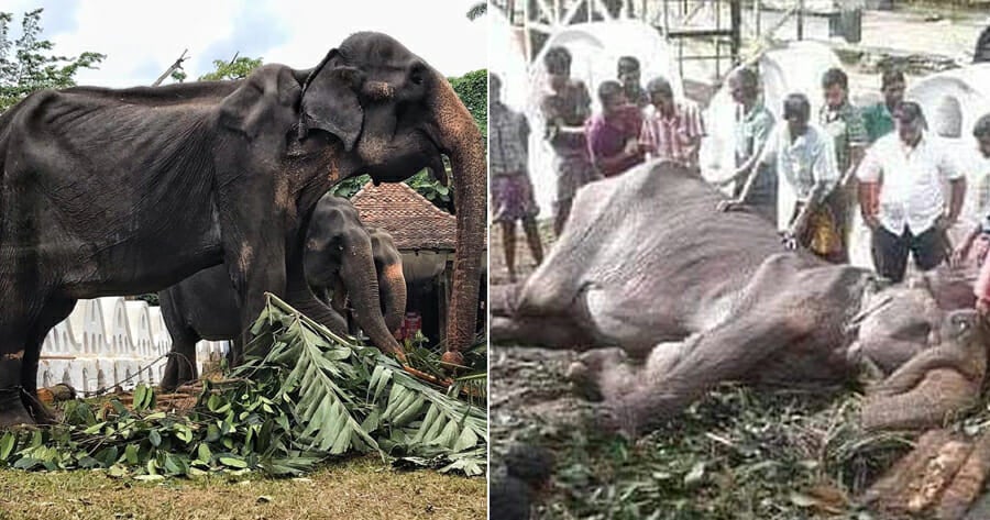 Tikiri, The 70Yo Ailiing Elephant Forced To Walk I - World Of Buzz