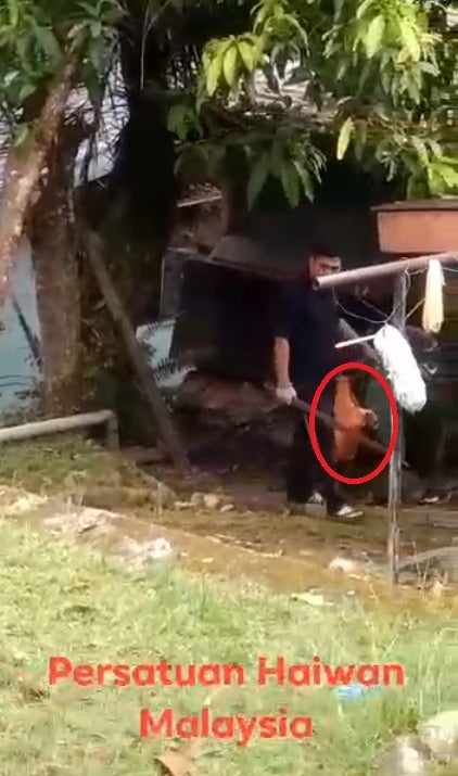 Videos of Cruel Malaysian Man Choking & Hitting 2 Puppies to Death with Stick in Gombak Go Viral - WORLD OF BUZZ 1