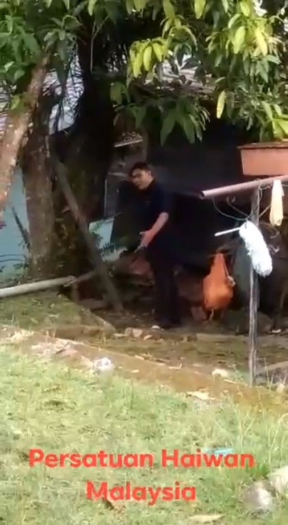 Videos Of Cruel Malaysian Man Choking &Amp; Hitting 2 Puppies To Death With Stick In Gombak Go Viral - World Of Buzz 3