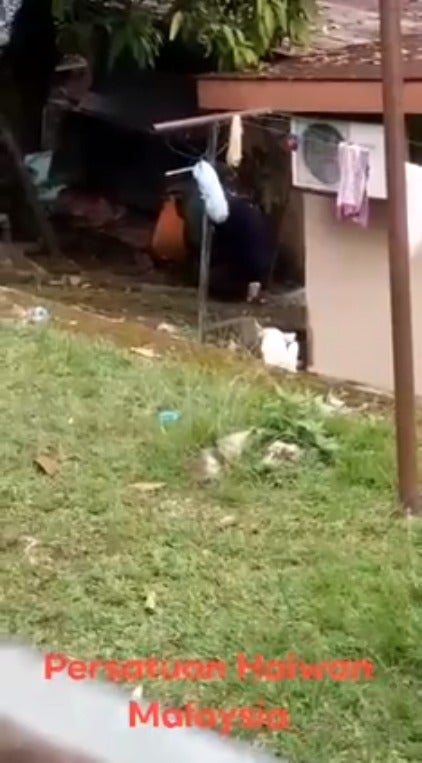 Videos of Cruel Malaysian Man Choking & Hitting 2 Puppies to Death with Stick in Gombak Go Viral - WORLD OF BUZZ