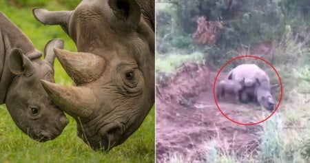 Watch Baby Rhino Tries To Wake Dead Mother Up Who Was Shot By Poachers In A Heart Breaking Video World Of Buzz E1566463961792