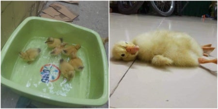 woman buys duck eggs to consume gets ducklings instead when hot weather causes them to hatch world of buzz e1565946988558