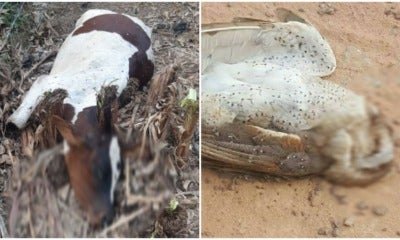 40 Cows &Amp; Countless Wild Animals Found Dead Due To Rat Poison In Johor Estate - World Of Buzz
