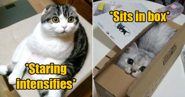 5 Common Behaviours Of Cats What They All Actually Mean World Of Buzz