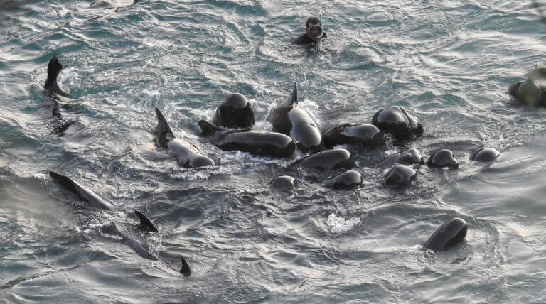 Divers enter the water selecting those to take captive and those that will be slaughtered
