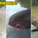 Baby Elephant In Sabah Found Dead &Amp; Tied To A Tree With Gunshot Wound In Its Back - World Of Buzz