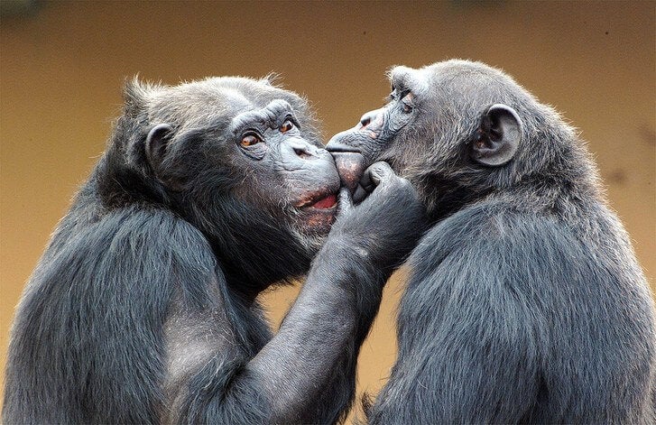 Greenblatt Kibale Chimpanzees