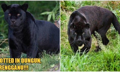 A Black Panther Was Spotted Lurking Near Residential Area In Terengganu Village - World Of Buzz 1