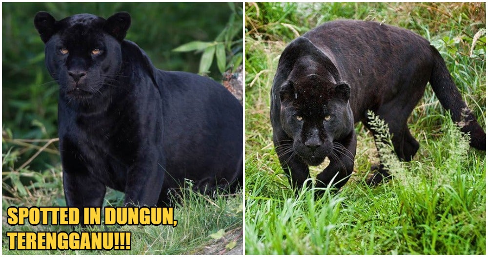 A Black Panther Was Spotted Lurking Near Residential Area In Terengganu Village - WORLD OF BUZZ 1