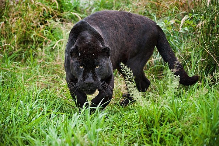 A Black Panther Was Spotted Lurking Near Residential Area In Terengganu Village - WORLD OF BUZZ