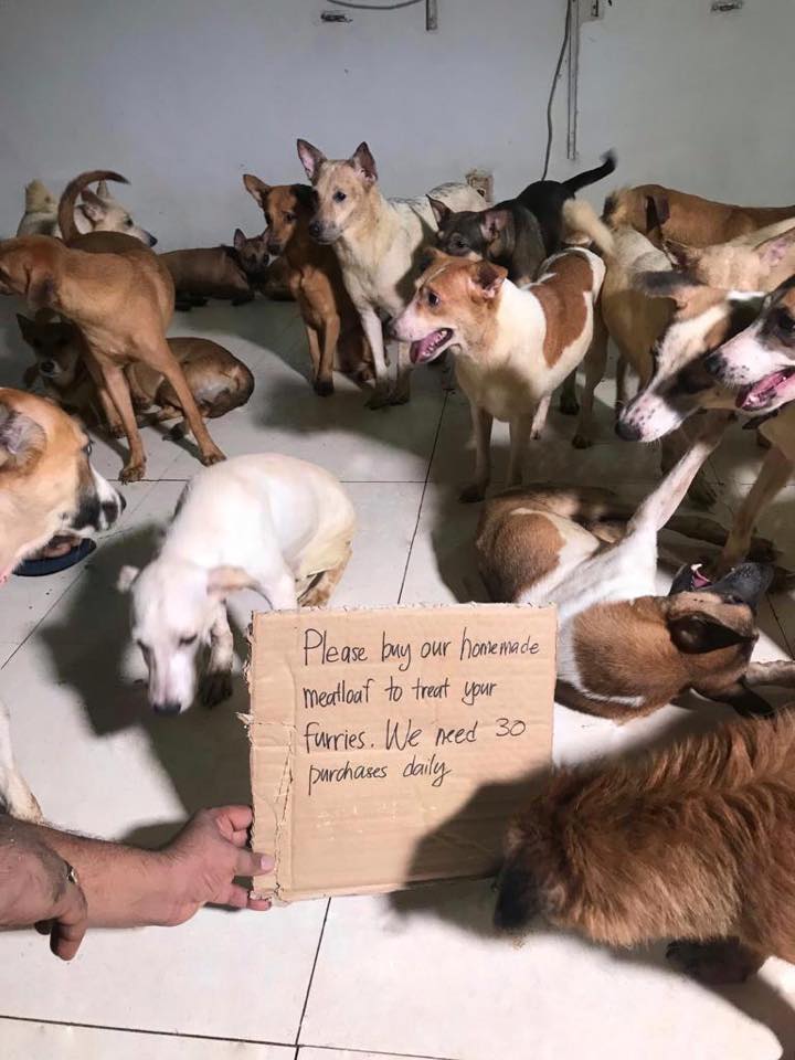 A Dog Shelter In Dire Need Of Support To Take Care Of Its 107 Rescued Blind And Paralysed Dogs - WORLD OF BUZZ 4