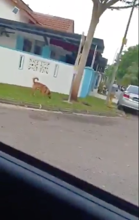 Boy Jumps Into Random Mak Cik's Car Because He Was Too Scared Of A Dog - World Of Buzz 4