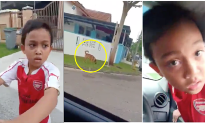 Boy Jumps Into Random Mak Cik'S Car Because He Was Too Scared Of A Dog - World Of Buzz 5