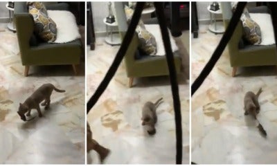 Cat Comes Bearing Gifts, Presents Owners With Live Rat Leaves Netizens Laughing - World Of Buzz