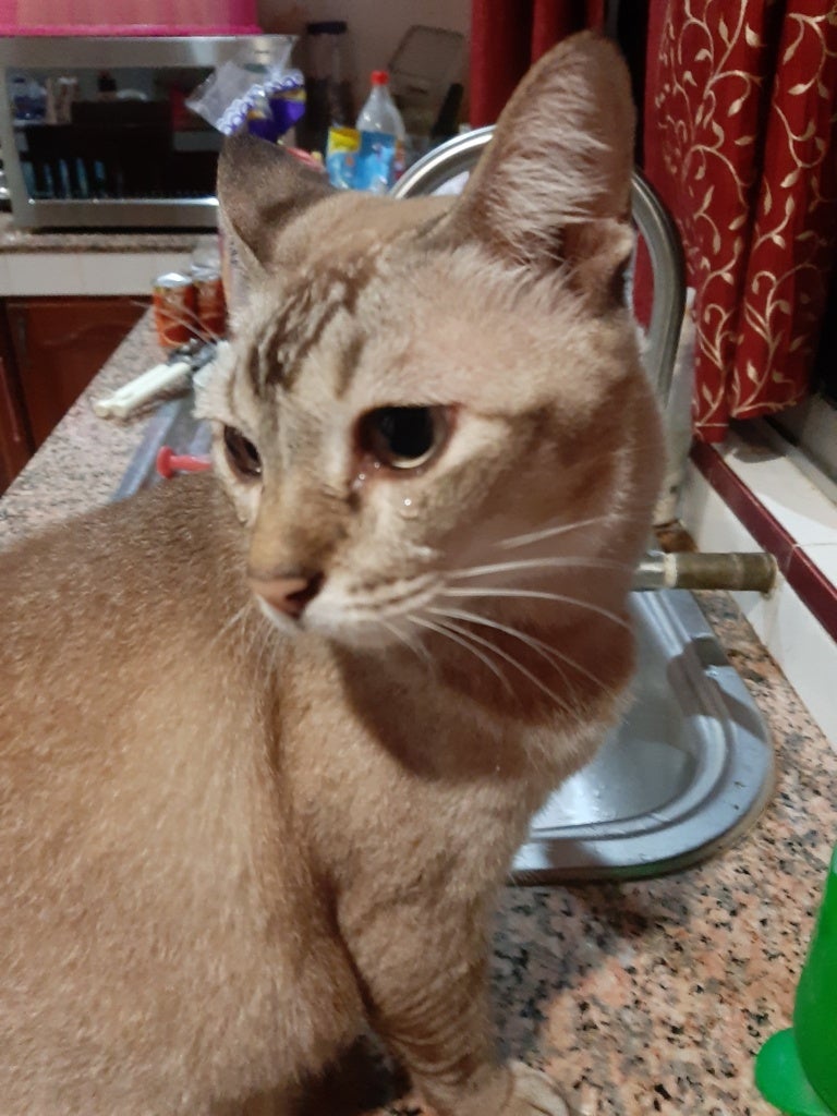 This Cat is Crying Because of Onions Being Cut and Malaysians Can't Get