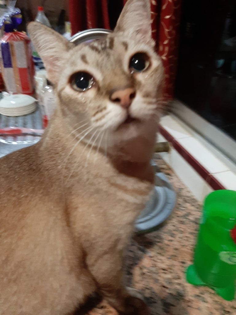 This Cat is Crying Because of Onions Being Cut and Malaysians Can't Get