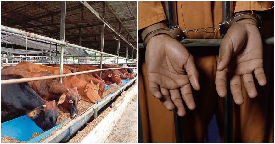 8 Thieves Caught Trying to Steal 58 COWS From Negri Sembilan Farm, 5 Get Arrested - WORLD OF BUZZ